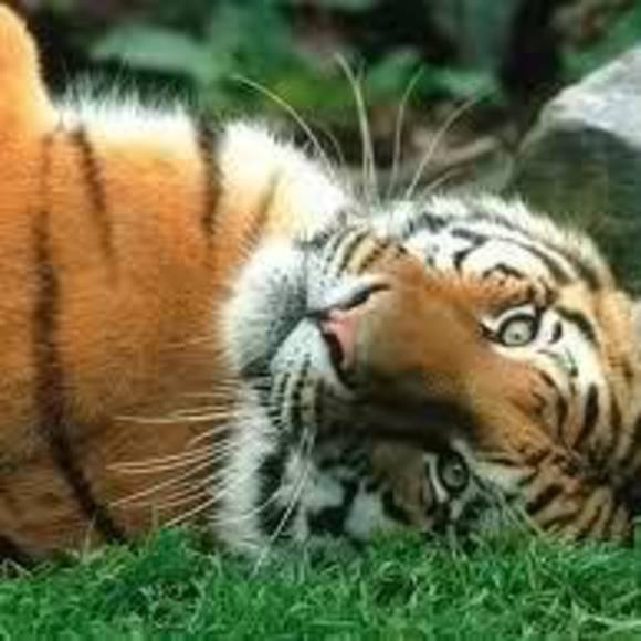 Meet your Posher, Amanda - Picture 1 of 1